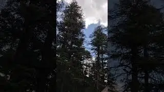Surrender to nature. #nature #flute #cedar  #deodar #whytogain