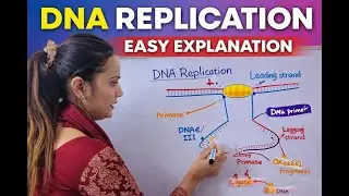 DNA Replication | Easy Explanation with Diagram | Class 12 Biology