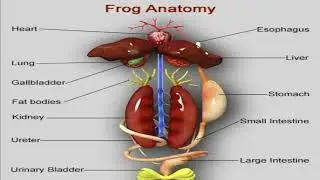 Experiment 7: External and Internal Organs of a Frog