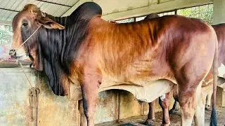 Red Sindhi bull | Krishi Bangla Sylhet