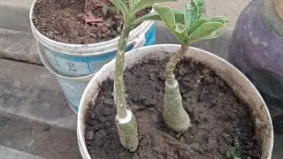 @mahasin ayurbedic plants#Dragon#fruits#Indian#green life#gardening#asia#india#hobby#trending#viralv