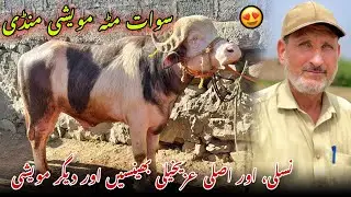 Swat Matta: cattle market, weekly fair | Khyber Social Tv 