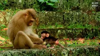 Young Mom Monkey Rose is Helping Baby Monkey Rex to Stand Up Well First Before Training Rex to Walk