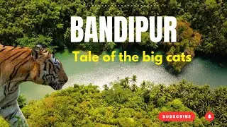 Bandipur | Tale of Big Cats | # 02 | Full official Video | Call Of The Jungle