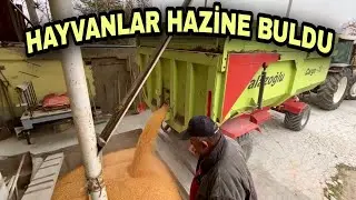 MISIR KIRMASI NASIL YAPILIR?  DEĞERİ BİLİNMEYEN HAYVANSAL GIDA.