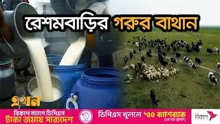 সংগ্রহ করা দুধ যেভাবে যায় মিল্ক ভিটায় | Agro Farm Business In Bangladesh | Documentary Of Bogura
