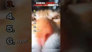 Ranking the Funniest Cat Talking Moments
