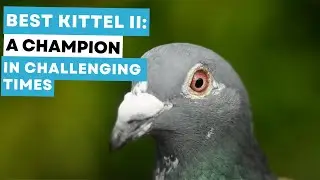 Best Kittel II: A Champion in Challenging Times