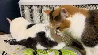 Cute Cat video for relaxation and good vibes. Relax and cute Cats. Sweet Cat video for relaxation 