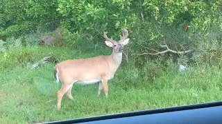 Wild Deer | Florida Keys