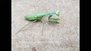 02 - Giant African Mantis, [Sphodromantis virdis], Mante africaine g&eacute;ante, فرس النبي