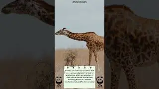 The Art of Acacia Feeding: Giraffes' Remarkable Adaptations
