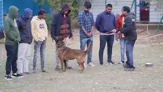 k9 police criminal investigations training demo.. who is the owner of key🗝️!