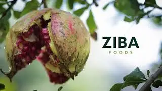 Ziba Foods - Heirloom and Wild-Grown dried fruit and nuts from Afghanistan
