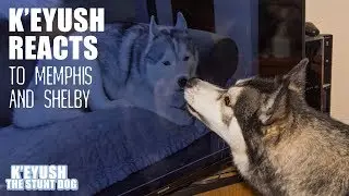 Husky Key Reacts To Shelby And Memphis From GTTSD