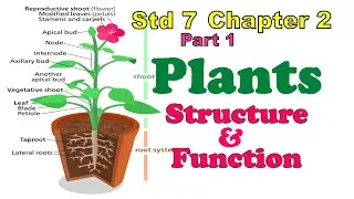 std 7 science chapter 2 Plants - Structure & Function - Part 1 (7th, class 7) explanation in English