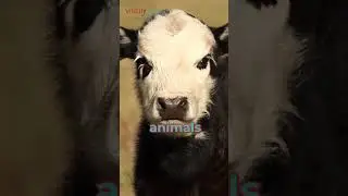 Antibiotics In Food