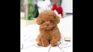 Cachorro Realista Controle Remoto