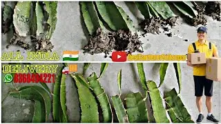 Buy Dragon Fruit Plants | Dragon Fruit Nursury | Rare Dragon Fruit Collection @DesiGardnerSultanpur 