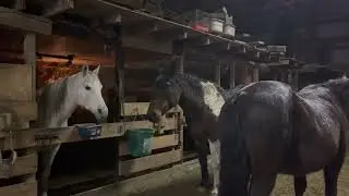 All horses are safe!  Weathering the winter storm December2022.