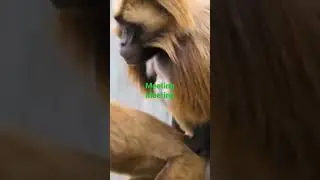 monky meeting , monky meeting-part 2 meeting meeting,monkey meeting, tiktok #animals#shorts#reaction