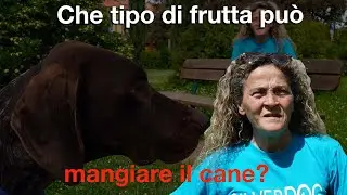 Che tipo di frutta può mangiare il cane?
