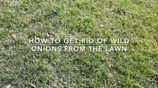 How To Get Rid Of Wild Onions From The Lawn