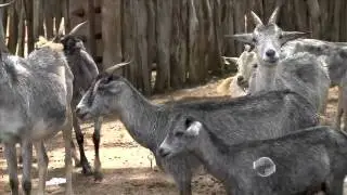 Ra&ccedil;as nativas de caprinos amea&ccedil;adas de extin&ccedil;&atilde;o s&atilde;o criadas em fazenda