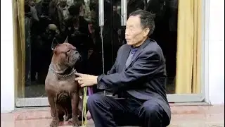 RARE ANCIENT CHONGQING DOG FROM SICHUAN : LANDRACE DOG BREED