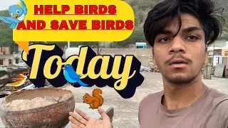 Testing Bird-Friendly Windows with 1,000 LIVE Birds