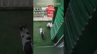 a safety net for your cat