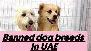 Banned dog breeds in UAE/Dubai