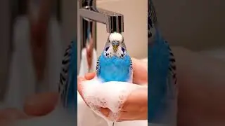 Cute Tulip #budgies #cutebudgies #tulip #trending #soap #tap #water