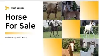 Ghory | Wachery | Wacherian | Nukry | Mushky | Malik Farm | Sale Sale Sale | #malikfarm