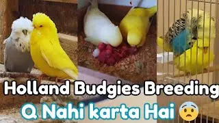 How To Breeding Holland budgies || Holland Budgies Breeding setup || Holland budgies |#budgies #pets