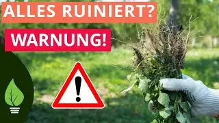 🌱11 Pflanzen Fehler: Moosis Warnliste die Deinen Garten retten kann!