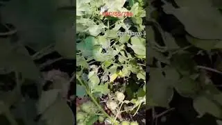 Cotton New Vriety Ayub Research Center Faislabad...03002400444 #agriculture #chilli #farming #rice