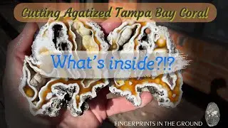 Cutting Agatized Tampa Bay Coral! What&rsquo;s inside???