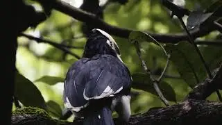 Oriental Pied Hornbill | Birds of Dehradun | 4K Cinematic | Dev Kulwanshi Photography