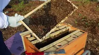 QUEEN INSPECTION ( May 8 ) 4 days after installation