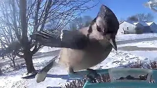 BirdCams-Week 4-Jan 2026