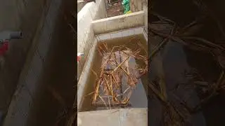 HOW TO PREPARE A NEWLY BUILT CONCRETE POND BEFORE STOCKING IN FINGERLINGS (@Stpeterfishfarms5566 )