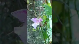 The orchid Brassomicra Do&ntilde;a Estela(Tetramicra&nbsp;canaliculata&nbsp;&times;&nbsp;Brassavola&nbsp;nodosa) #shortvideo #short