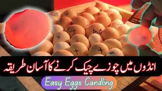 How to do Candling Of Chicken's Eggs | Complete Guideline -By VOA