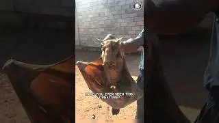 Молотоголовая летучая мышь 🦇 Существует ли это существо?