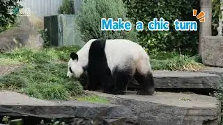 The smart panda knows how to find a shady spot to relax.