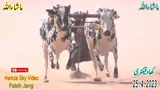 Bull Race Haripur | Part 01 | khad factory Bull Race | 25.4.2023 | کھادفیکٹری بیلوں کی دوڑ