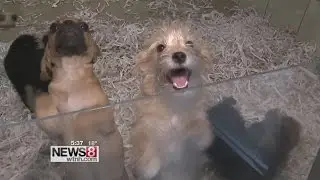 Tips to keep your pet safe in the Blizzard