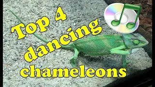 Top 4 dancing chameleons &ndash; Real dance-like chameleon movements