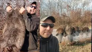 Operation BEAVER ERADICATION  (Beaver Trapping 2020)